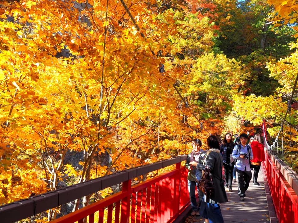紅葉のトンネルの下、赤い吊橋を人が歩いている。オレンジと黄に染まった葉が橋を覆う