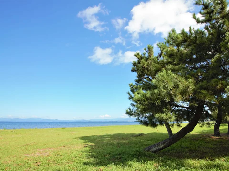 松原湖岸緑地の芝生から望む琵琶湖。右手に松の木が枝を伸ばし、青い湖面の先に山並みが連なり、空にはいくつかの雲が浮かぶ