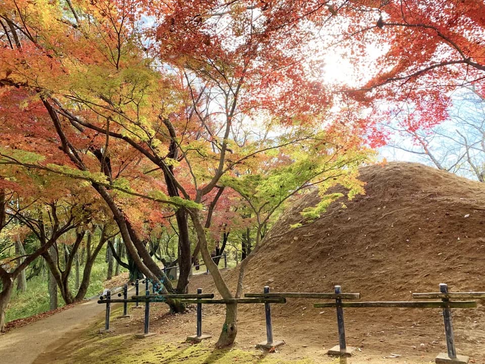 中尾山古墳の墳丘。土がむき出しの丸い墳丘の手前に木の柵が並び、左には赤や黄に色づいたもみじが枝を広げ、木漏れ日が差し込む