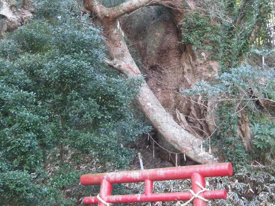 諏訪神社の大樟。幹が大きく空洞になった古木から太い枝がのび、常緑の葉に覆われる。手前に注連縄を張った朱色の鳥居の上部が見える