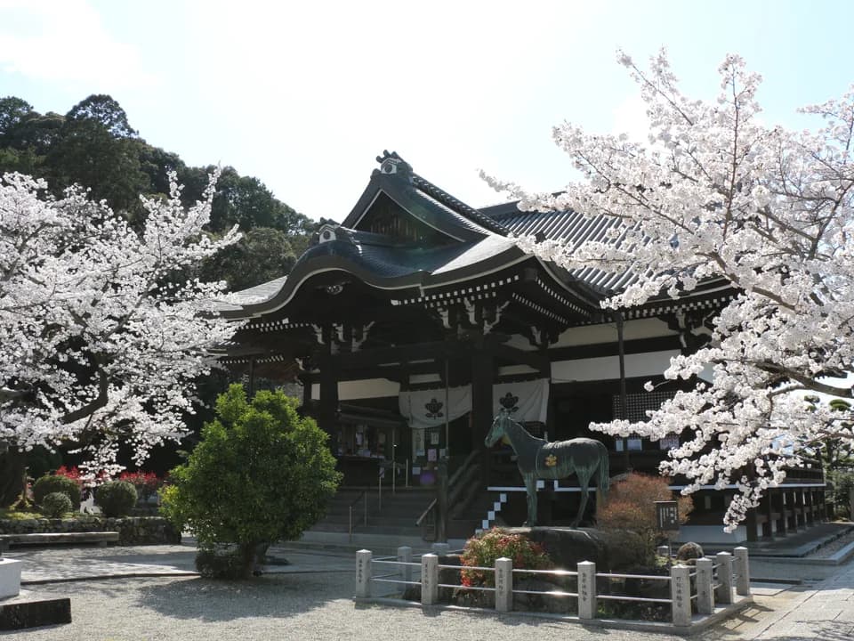 橘寺の本堂を斜めから見たところ。満開の桜に囲まれ、反りのある瓦屋根の下の石段の脇に馬の像が立つ。背後には緑の木々が茂る